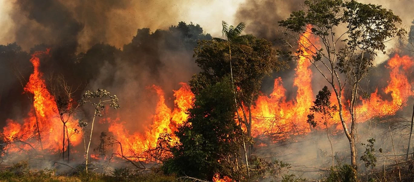 Αμαζόνιος: Οι πυρκαγιές κόστισαν τη ζωή σε 2,3 εκατομμύρια ζώα